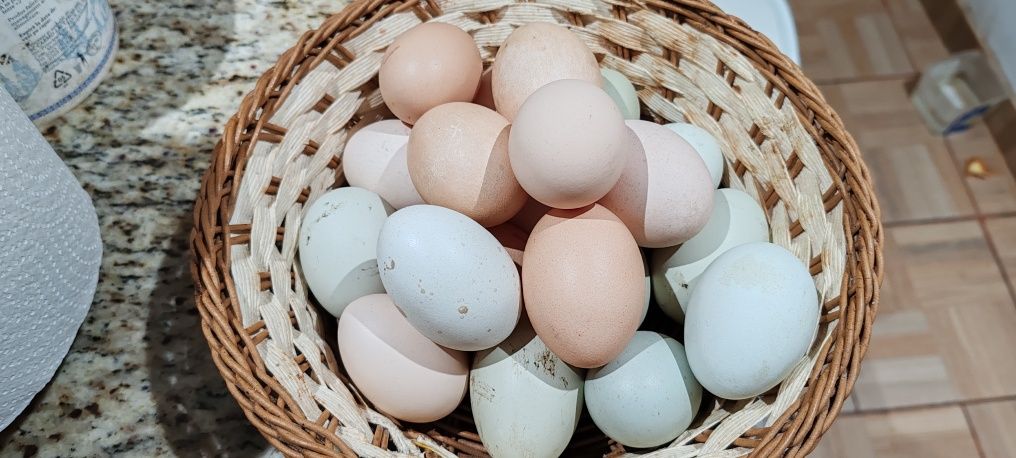 Vand oua proaspete de la găini  de rasa  Araucana și notmale