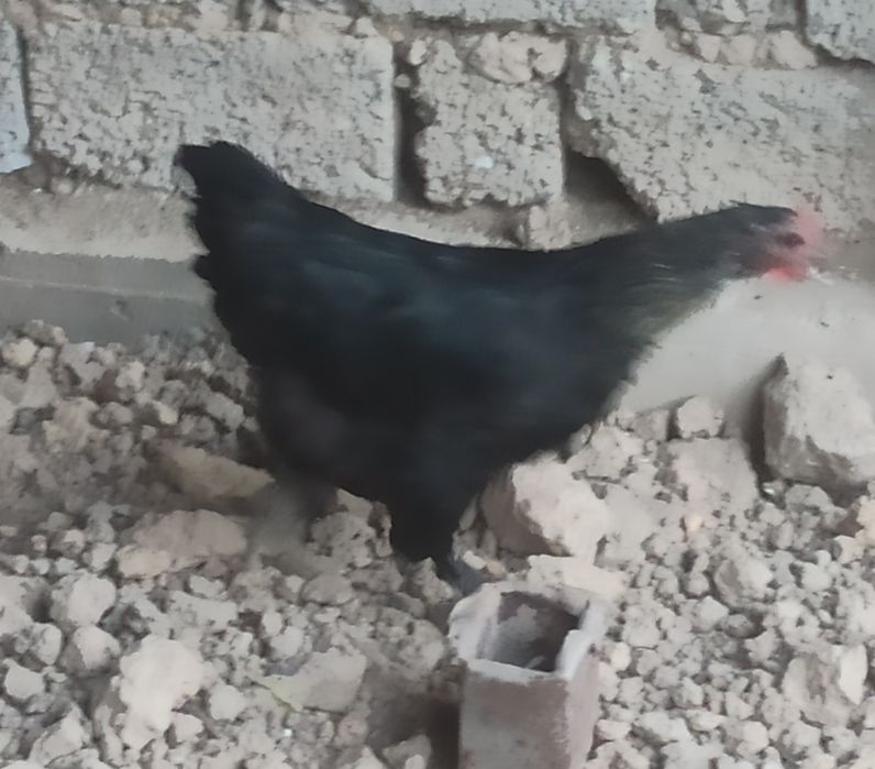 Tuxum qoʻyadigan tovuqlar sotiladi hammasi  yosh