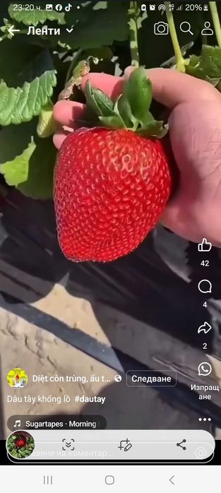 Продавам ягоди   и малини