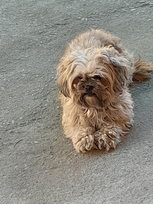 Catea de rasa cu carnet