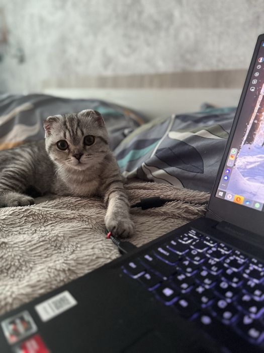 Шотландская вислоухая кошка