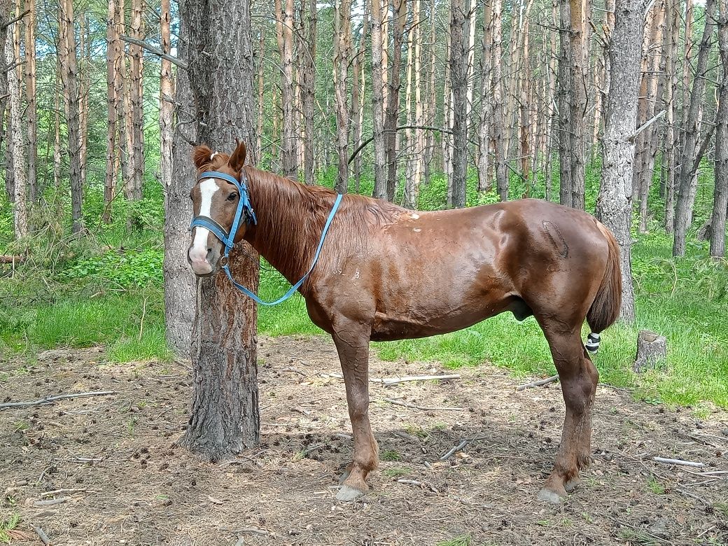 Жуас айғыр сатылады 8жасар