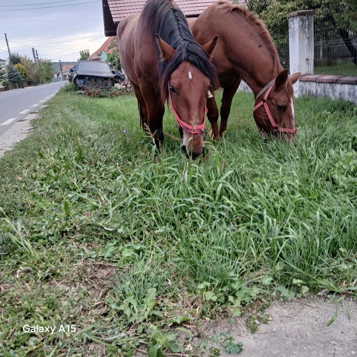 Vând mânz frumos și blând
