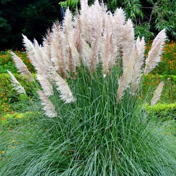 Iarba de pampas alba  si roz