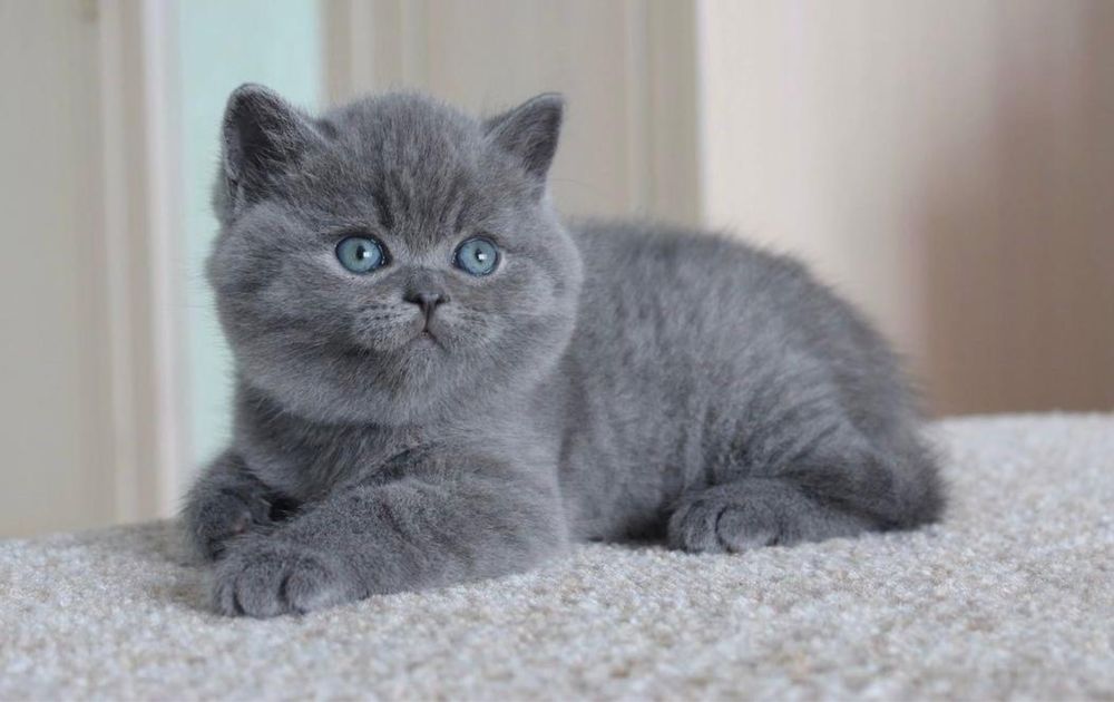 British Shorthair mascul