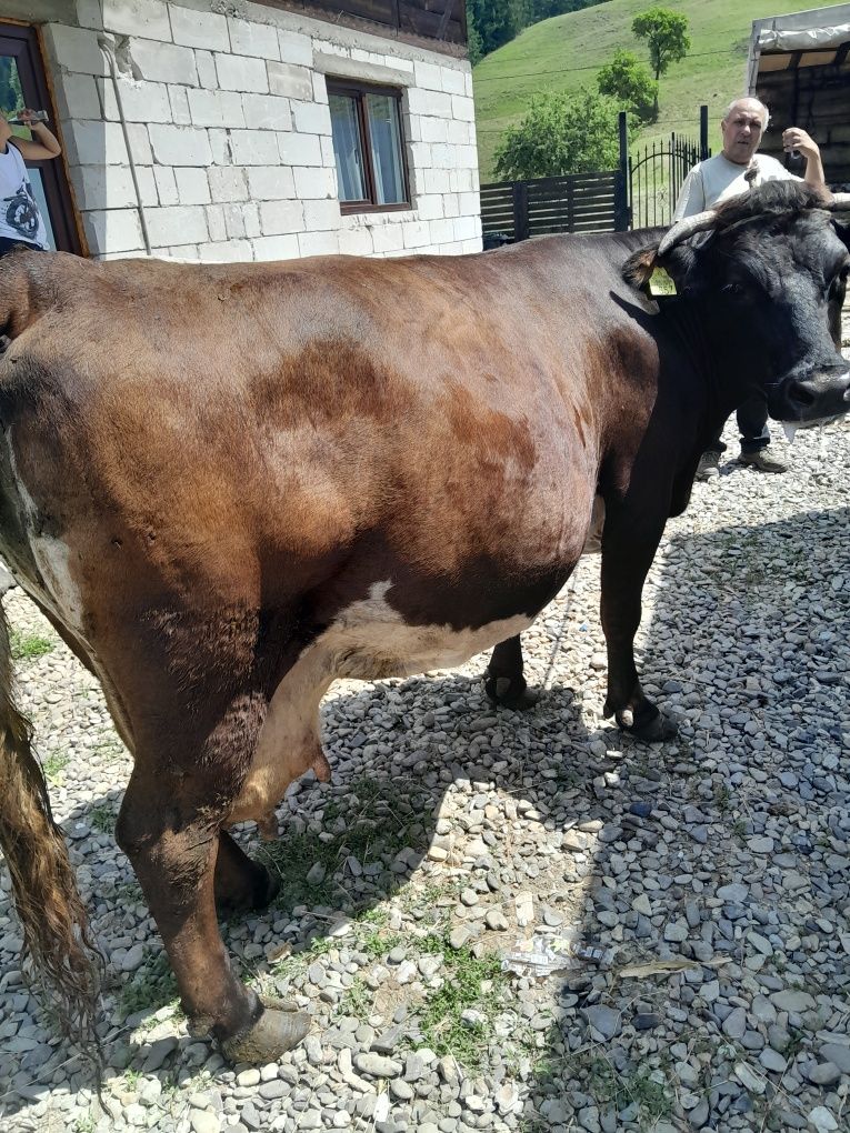 Vând      vaca  gestanta