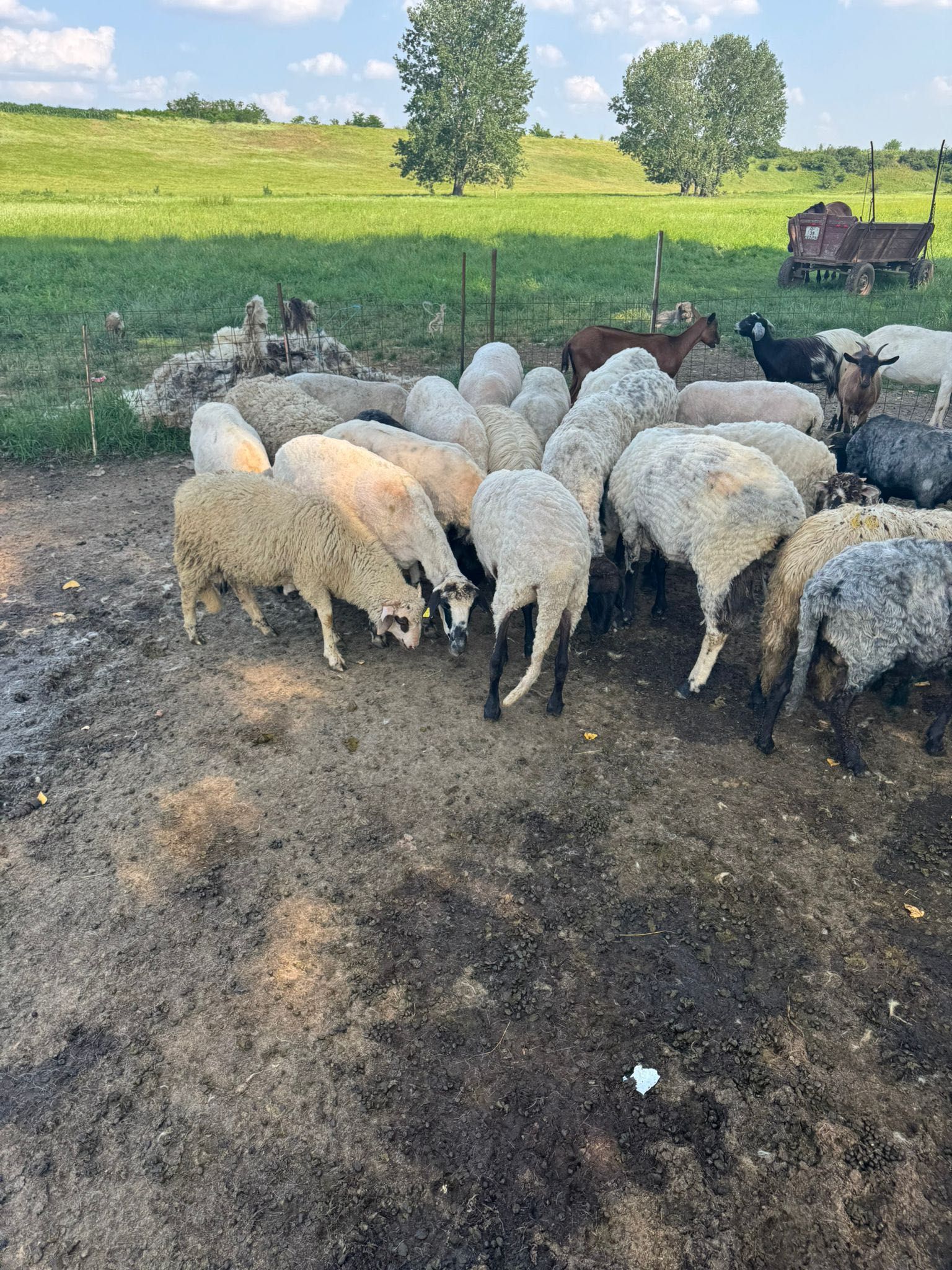 Vand 25 de oi și doi berbeci