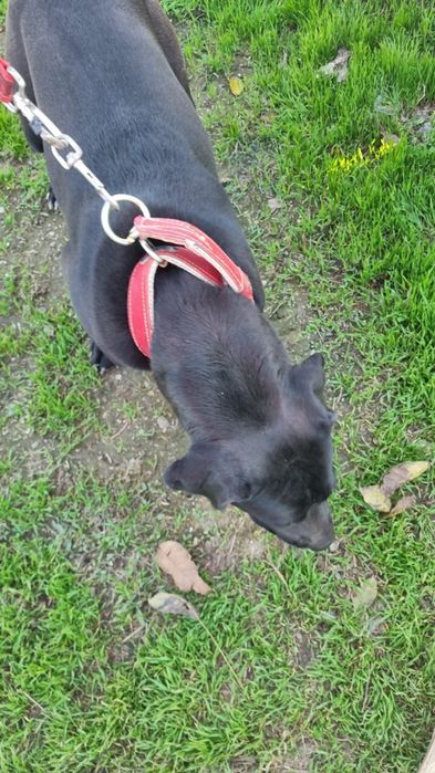 Cane corso cu acte de Franta