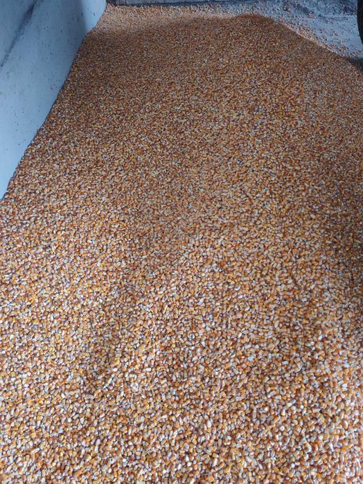 Vând porumb  pioneer