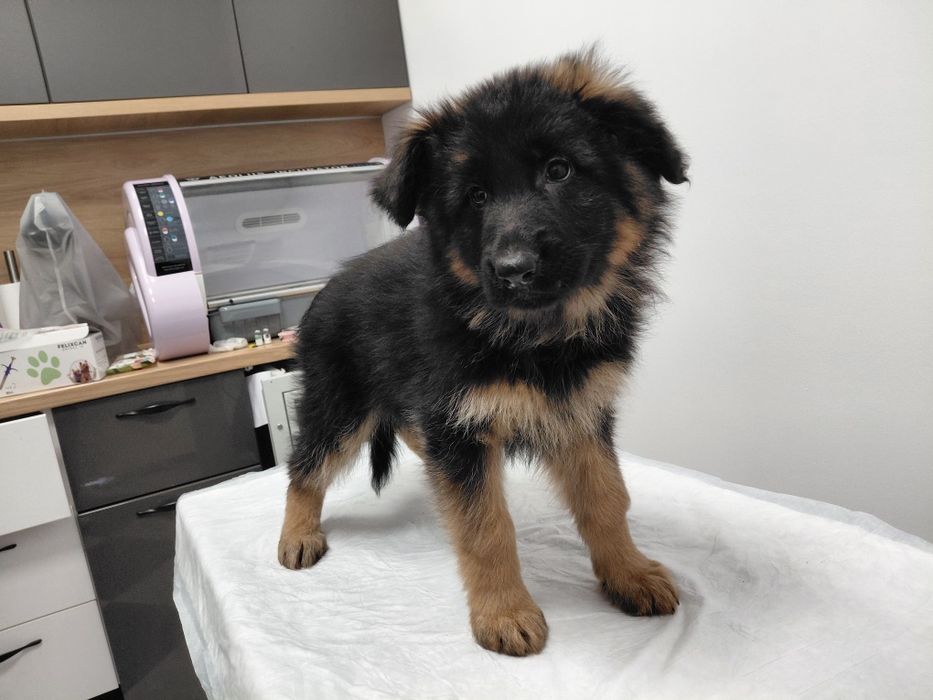 Немски Овчарки малки