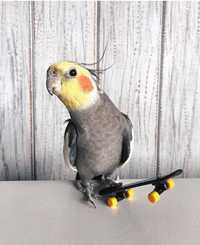 Папугай корелла бар