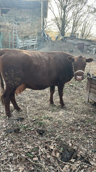 Сиыр сатылады денсаулығы жақсы