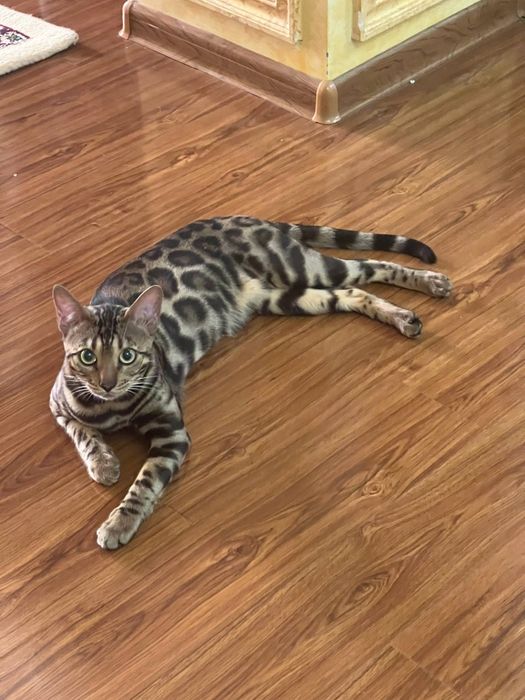 Бенгальская кошка