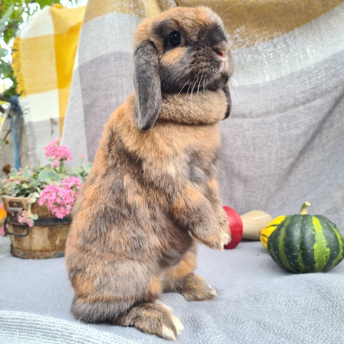 Iepuri pitic Mini lop