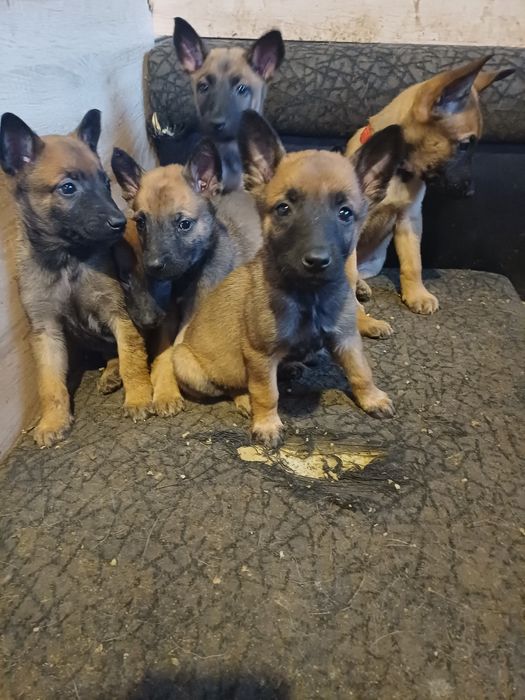 Белгийски овчарки