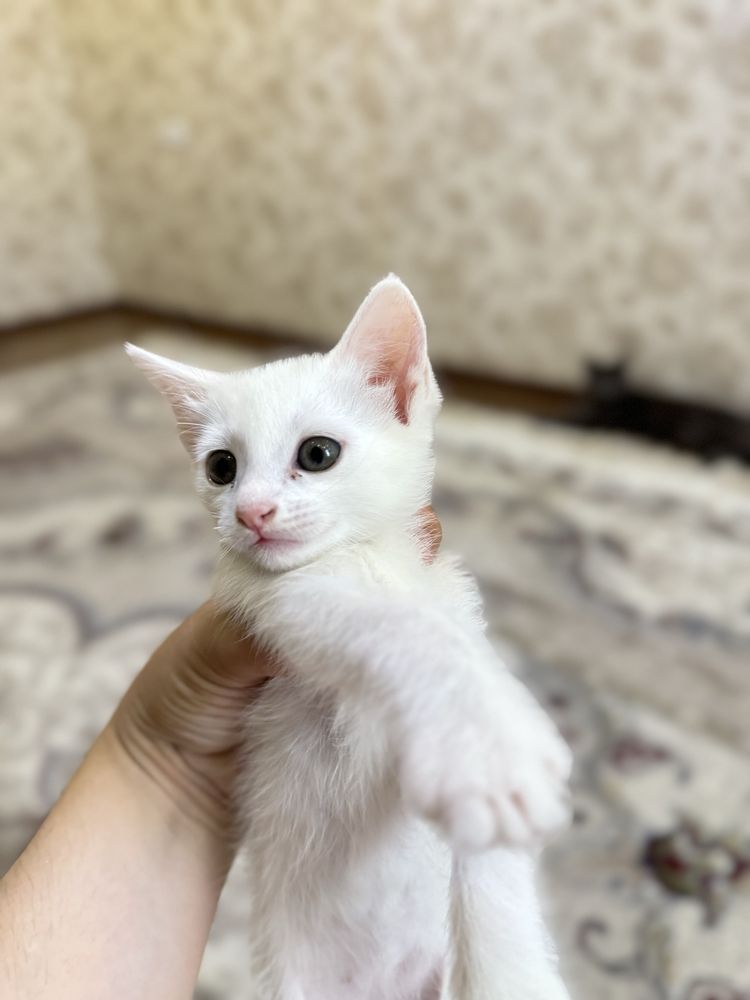 Котята парода турецкая ангора 1,5 месяц