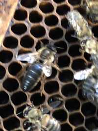 Улья,пчелы отводки, семьи на рутовских и дадан рамках