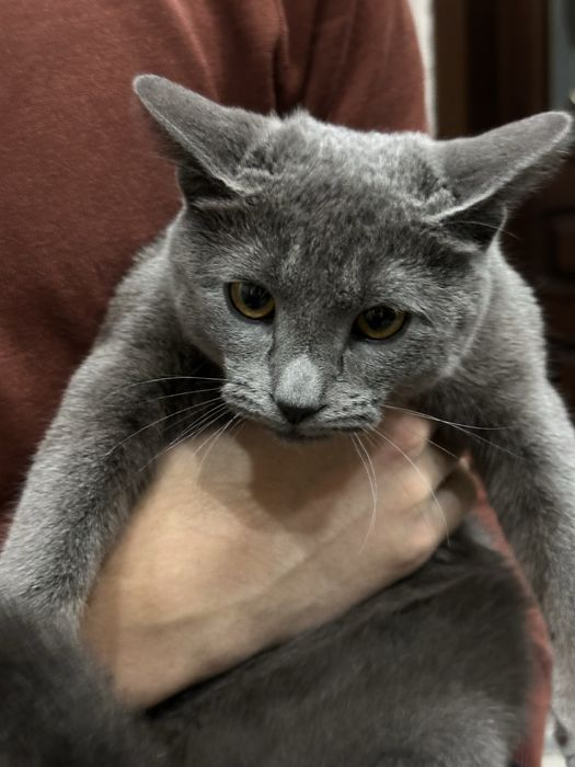 Кошка Русская голубая