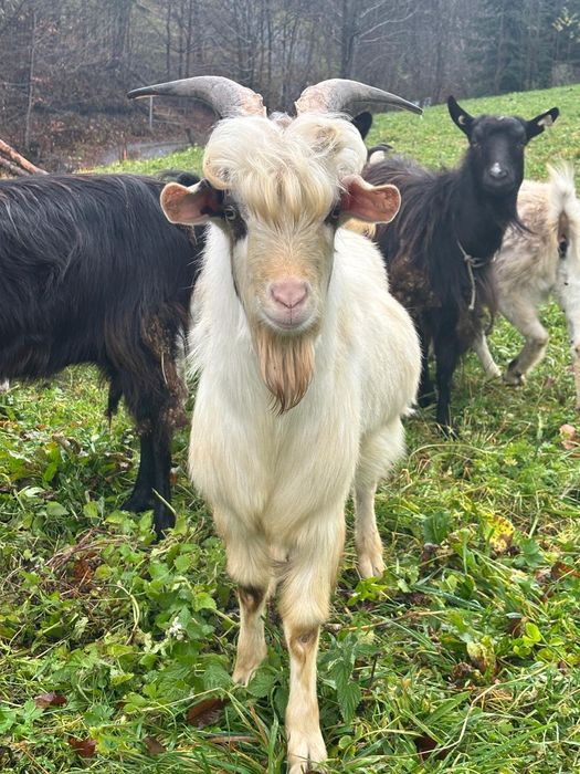 Vând ţap de 8 luni!