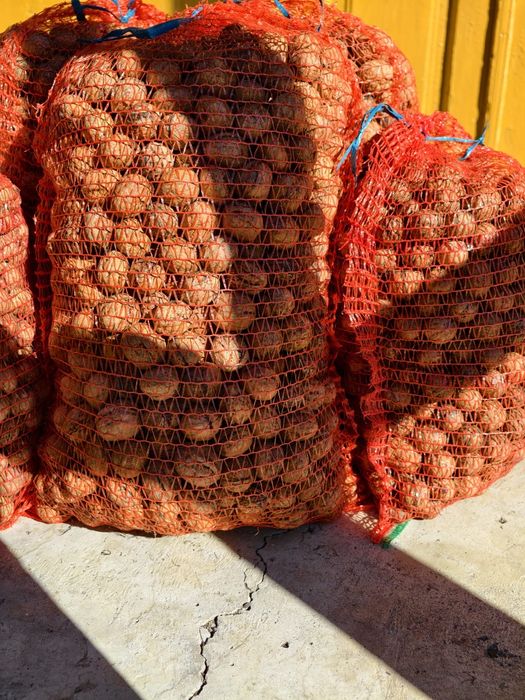 Vand nuci 2025! La saci de 10 sau 5 kg