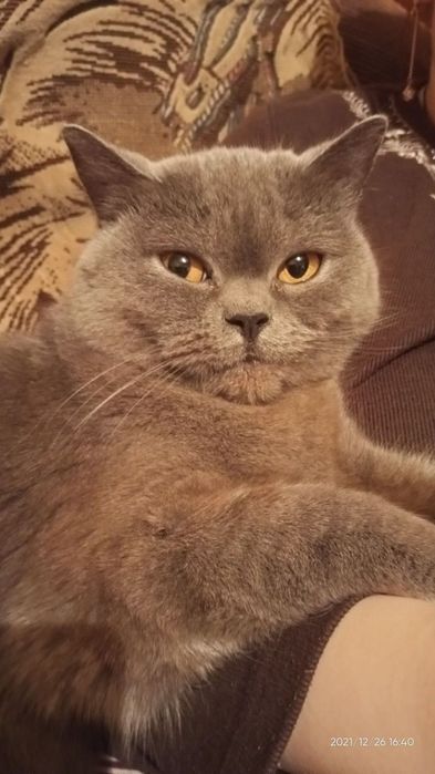 Отдам даром Британская прямоухая 5 лет.