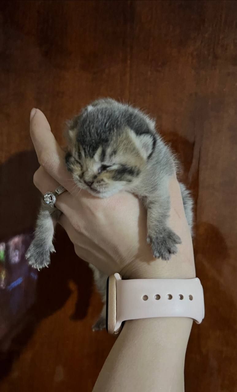 Продаётся котята родился в 22 марта