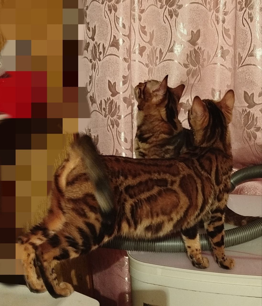 Продаётся пара бенгал,чистокровные