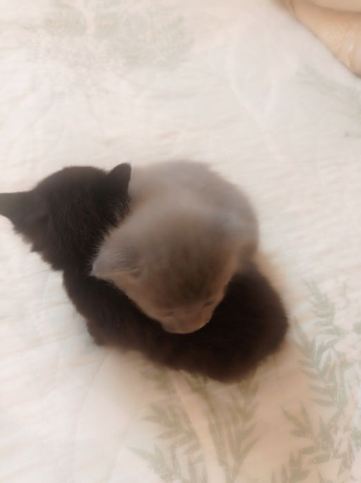 Продам катят очень красивых