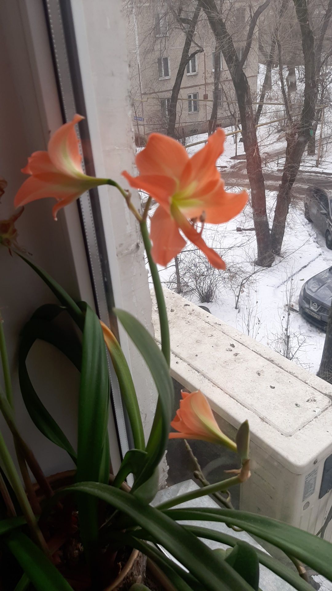 Гиппеаструм Амариллис комнатные цветы