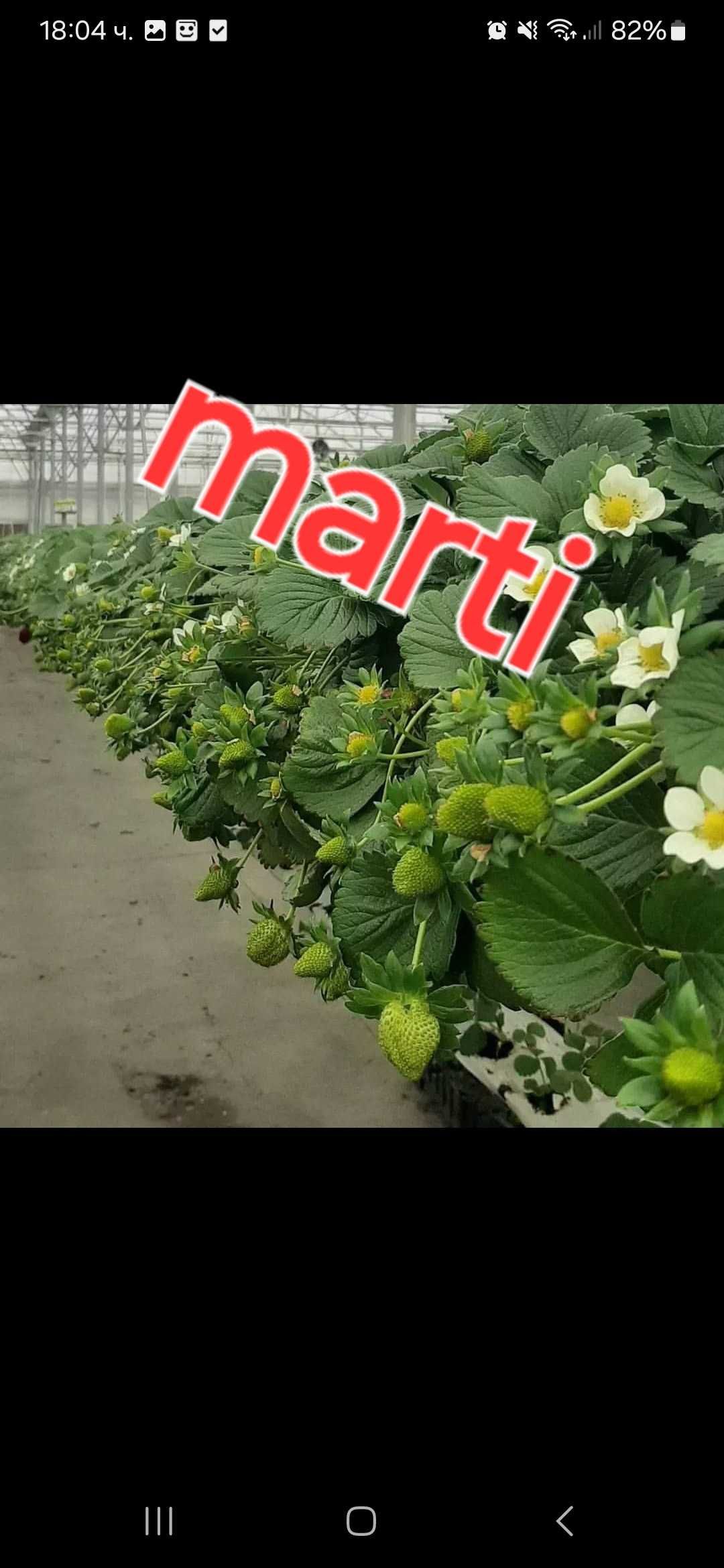 Разсад ягоди и малини
