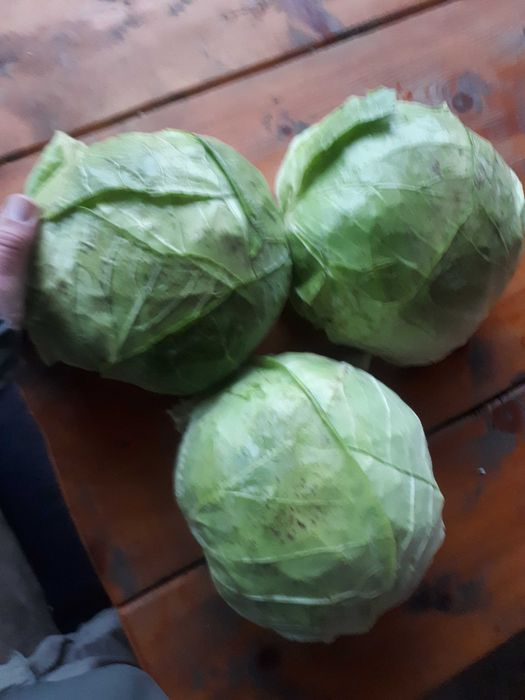 Vând varză de Buzău