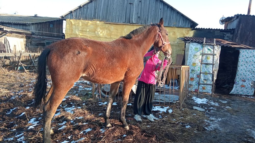 Продам руско рысистую кобылку