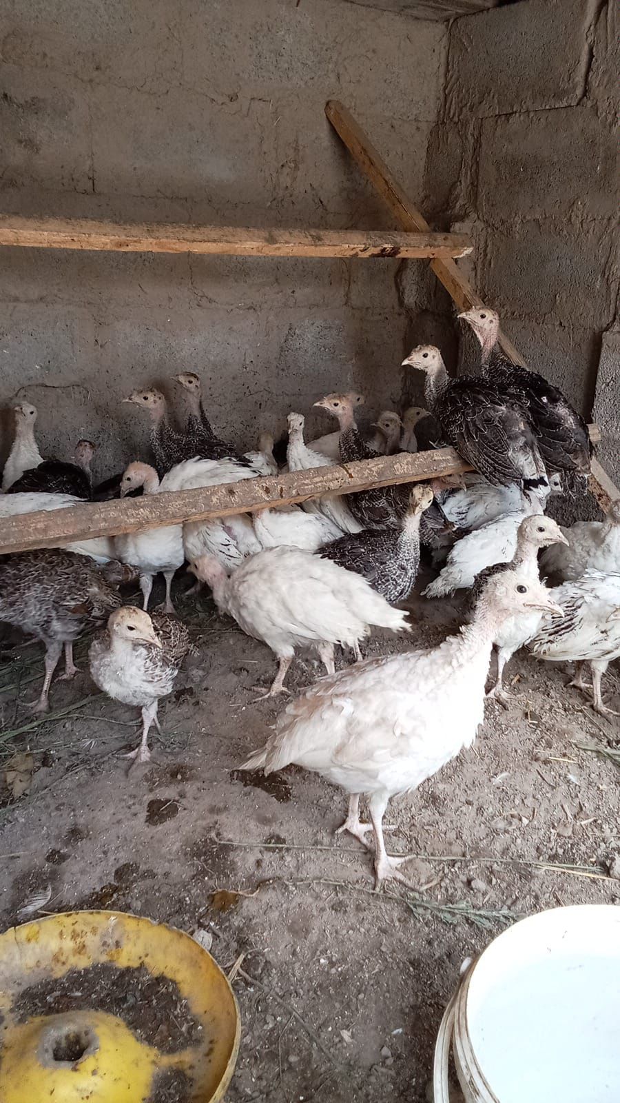 Продам индюшата продам