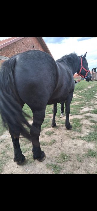 Vind o iapa și o mînză