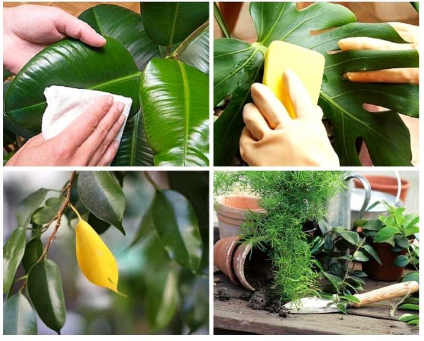 Уход за комнатными растениями