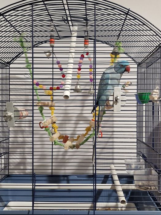 Papagal Micul Alexandru+Colivie