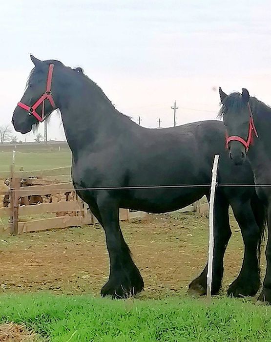 Iapa frizian                                  .