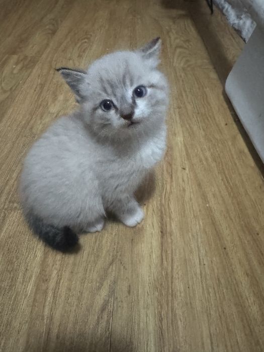 Отдам  в хорошие руки .