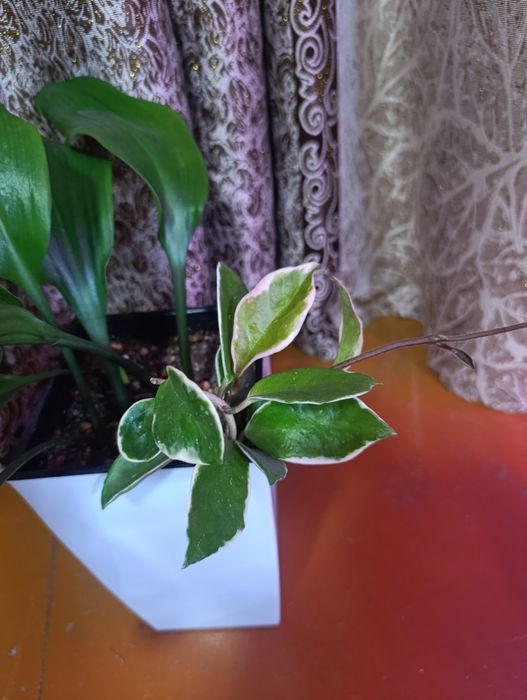 Лилия Амазонская