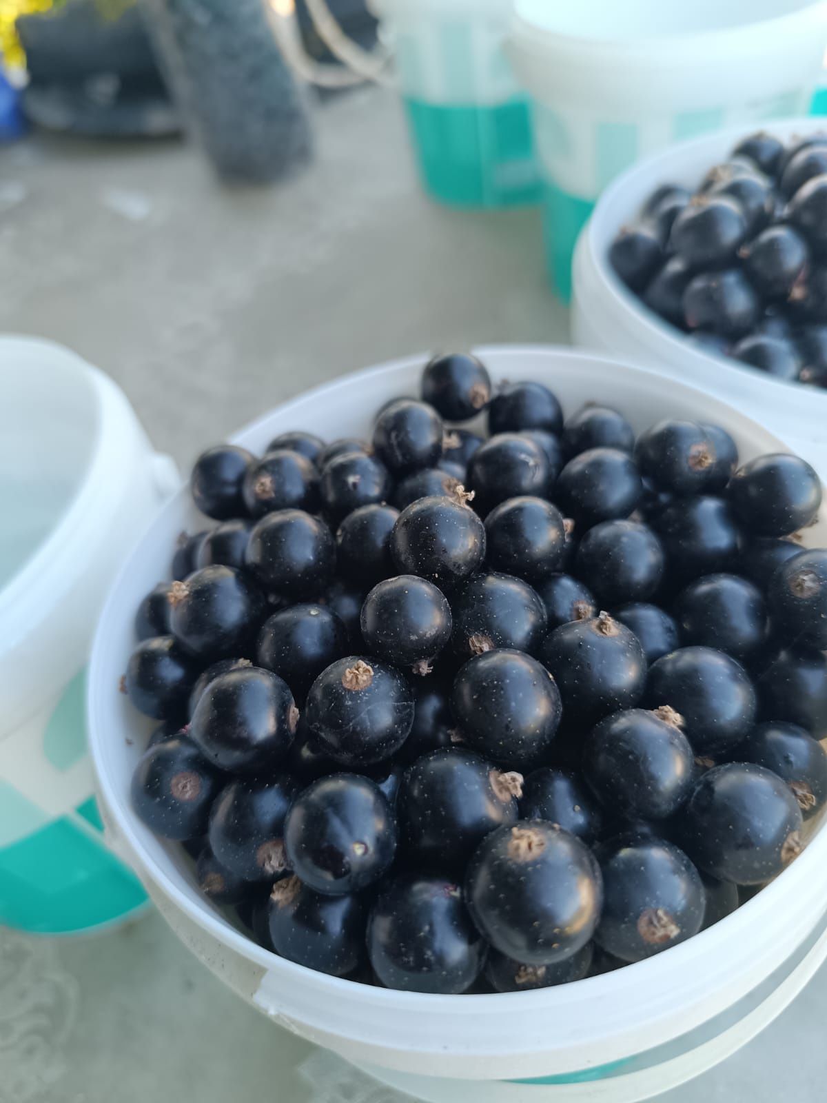Дачная смородина, продам дачную крупную черную смородину