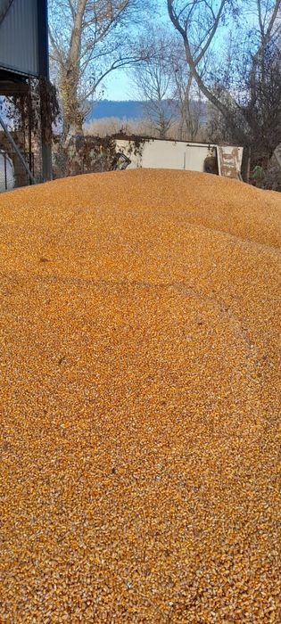 Porumb boabe 1 leu kg