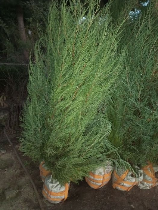 Archa gullar sotiladi