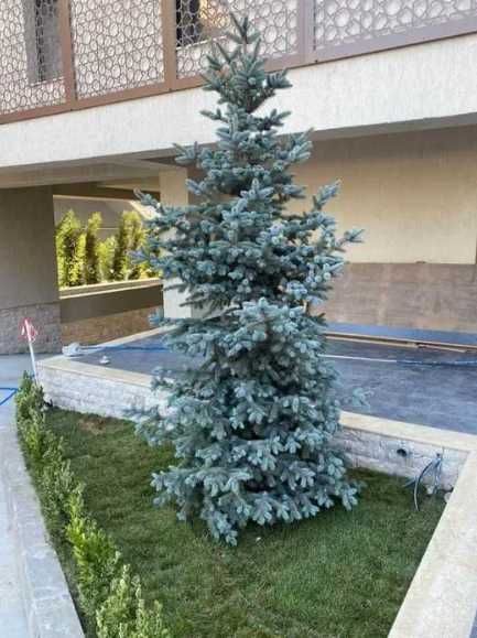 Gazon Rulou Sport premium