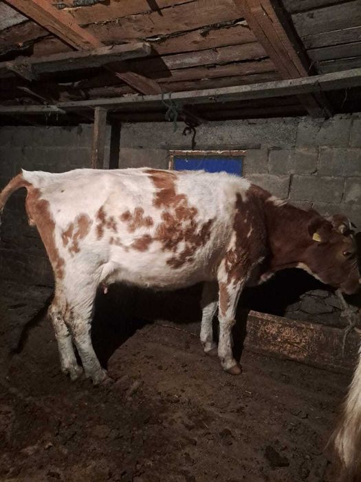 2 сауылын сиыр сатылады!