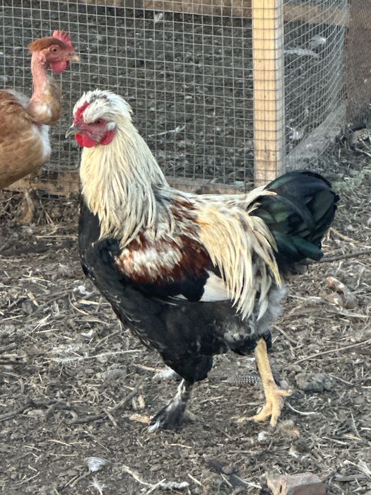 Gaini  si cocosi tineri rase mixte