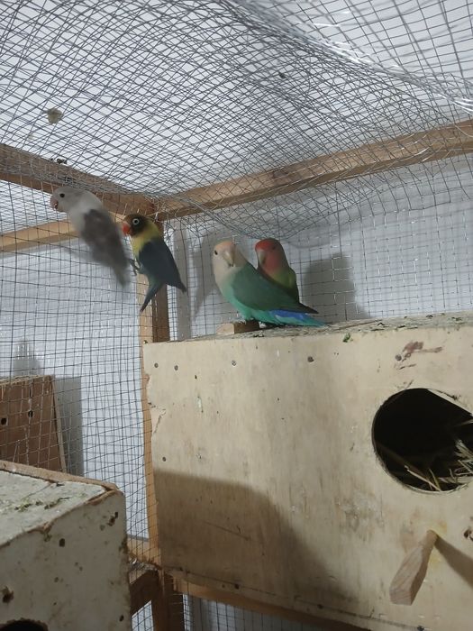 Nerazluchkalar sotiladi soglom tayyor paralar parasi 350 ming 450 ming