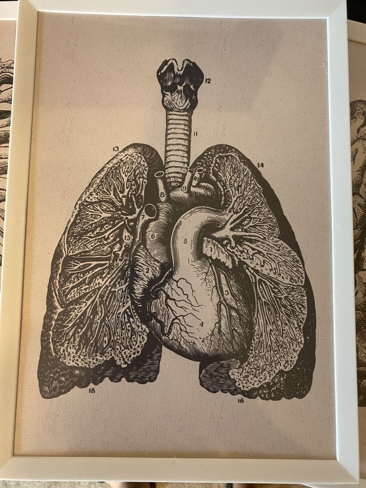 Tablouri medicale, viscere, elemente osoase, muschi