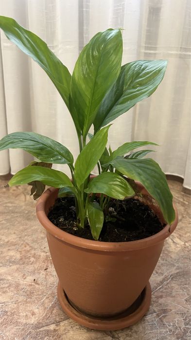 Продам комнатные цветы