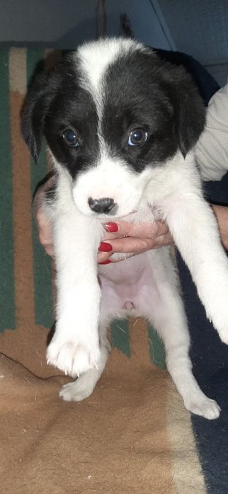 Отдам щенков только в добрые руки.