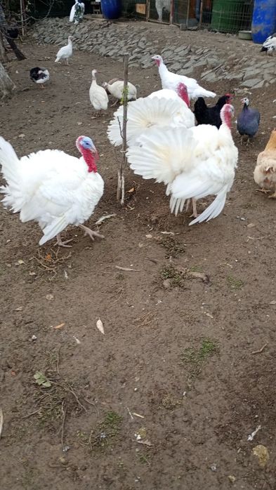 Curcani si cocos australorp